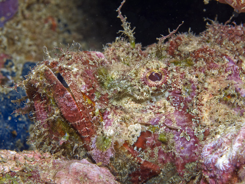 Scorpion Fish, Monkey Beach Wreck